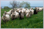 Lismore sheep farm in reach of oceanfront accomodation in Nova Scotia